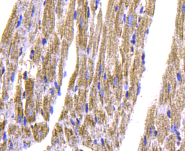 Cardiac Troponin T Antibody in Immunohistochemistry (Paraffin) (IHC (P))