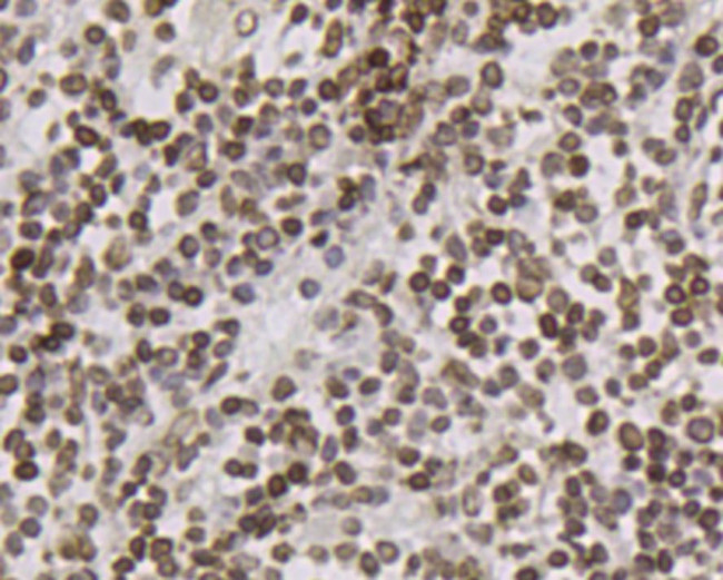 LMNB2 Antibody in Immunohistochemistry (Paraffin) (IHC (P))