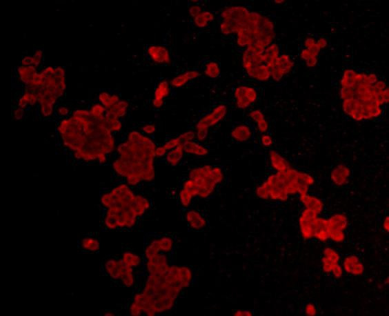 Cyclin B1 Antibody in Immunocytochemistry (ICC/IF)