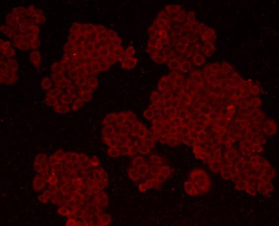 Cyclin B1 Antibody in Immunocytochemistry (ICC/IF)