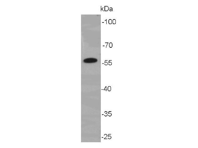 Cyclin B1 Antibody in Western Blot (WB)