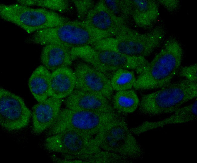 Transferrin Antibody in Immunocytochemistry (ICC/IF)