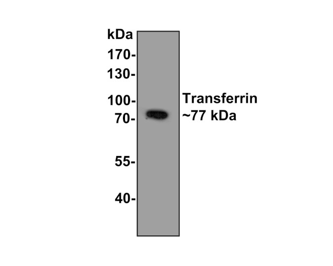 Transferrin Antibody in Western Blot (WB)