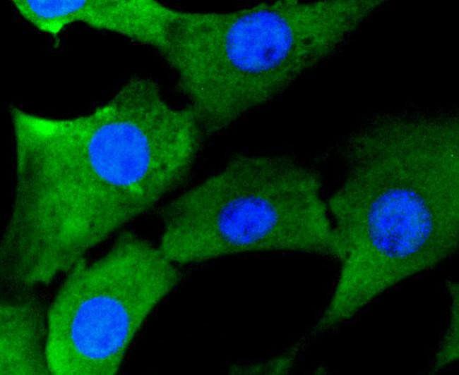 Hsp90 alpha Antibody in Immunocytochemistry (ICC/IF)