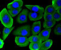 Hsp90 alpha Antibody in Immunocytochemistry (ICC/IF)