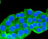 Hsp90 alpha Antibody in Immunocytochemistry (ICC/IF)