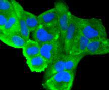 Hsp90 alpha Antibody in Immunocytochemistry (ICC/IF)