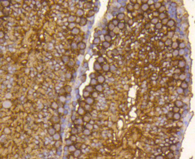 Hsp90 alpha Antibody in Immunohistochemistry (Paraffin) (IHC (P))