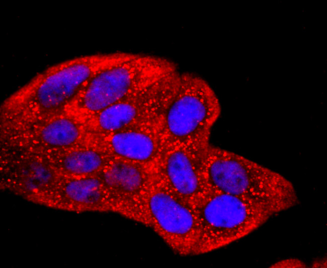 HSPA5 Antibody in Immunocytochemistry (ICC/IF)