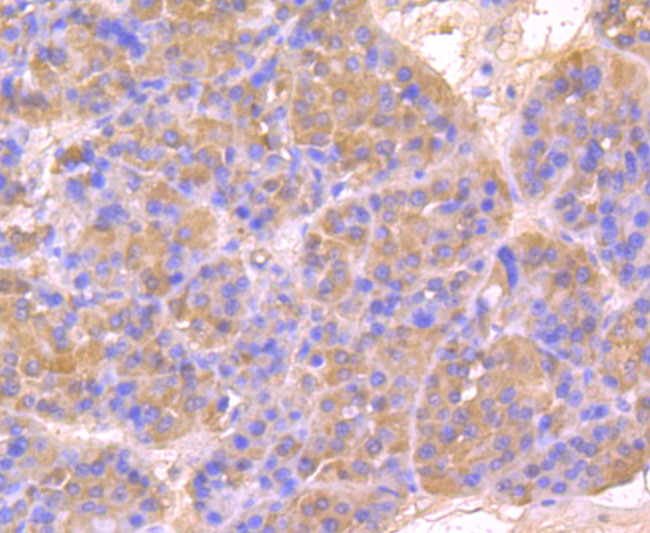 HSPA5 Antibody in Immunohistochemistry (Paraffin) (IHC (P))