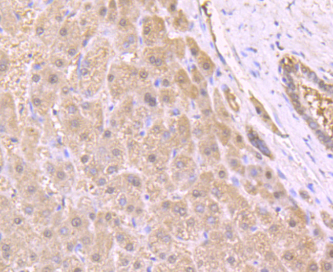 HSPA5 Antibody in Immunohistochemistry (Paraffin) (IHC (P))