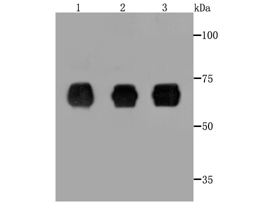 HSPA5 Antibody in Western Blot (WB)