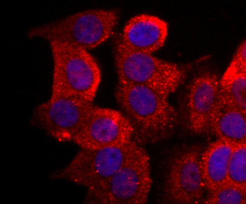 Cytochrome C Antibody in Immunocytochemistry (ICC/IF)