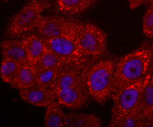 Cytochrome C Antibody in Immunocytochemistry (ICC/IF)