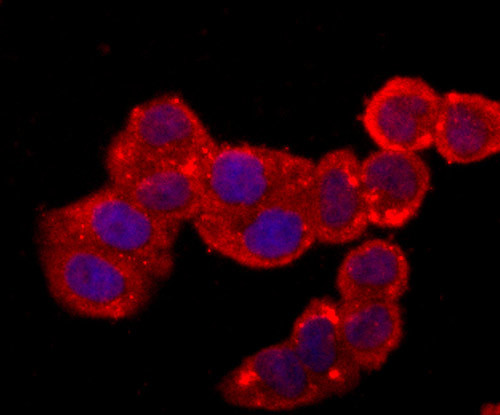 Cytochrome C Antibody in Immunocytochemistry (ICC/IF)