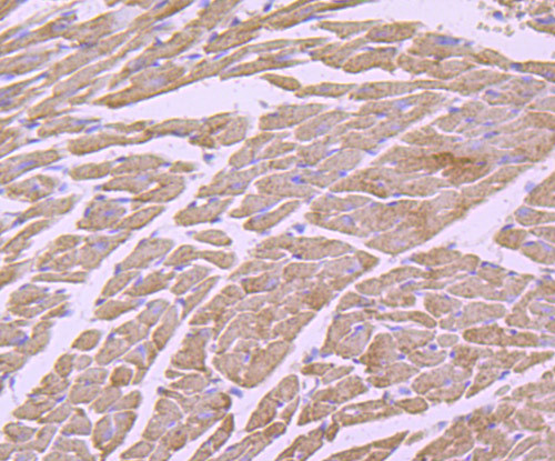 Cytochrome C Antibody in Immunohistochemistry (Paraffin) (IHC (P))