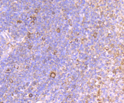 Cytochrome C Antibody in Immunohistochemistry (Paraffin) (IHC (P))