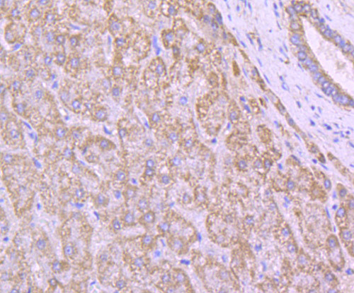 Cytochrome C Antibody in Immunohistochemistry (Paraffin) (IHC (P))