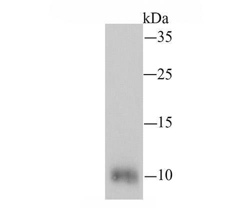 Cytochrome C Antibody in Western Blot (WB)