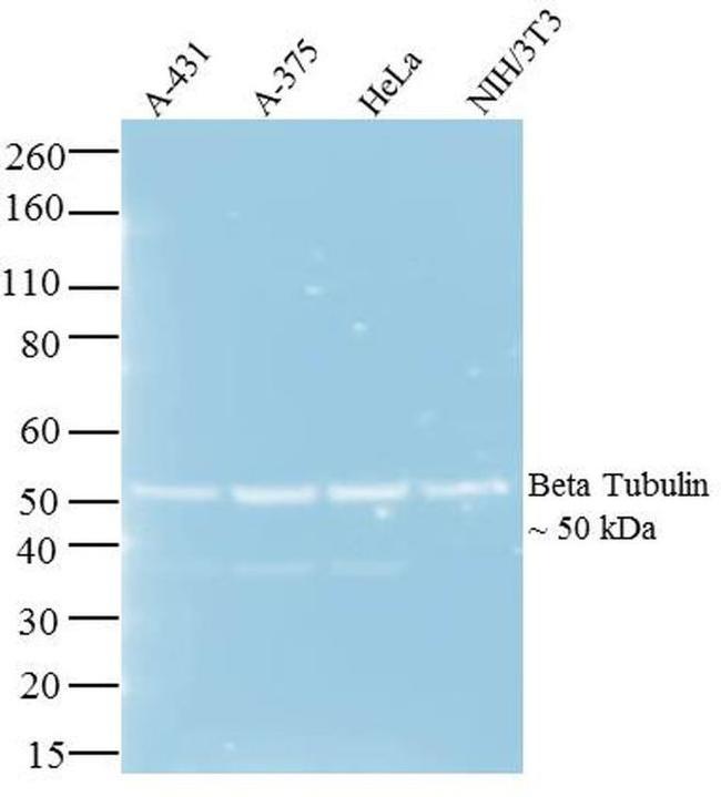 Mouse IgG (H+L) Secondary Antibody in Western Blot (WB)