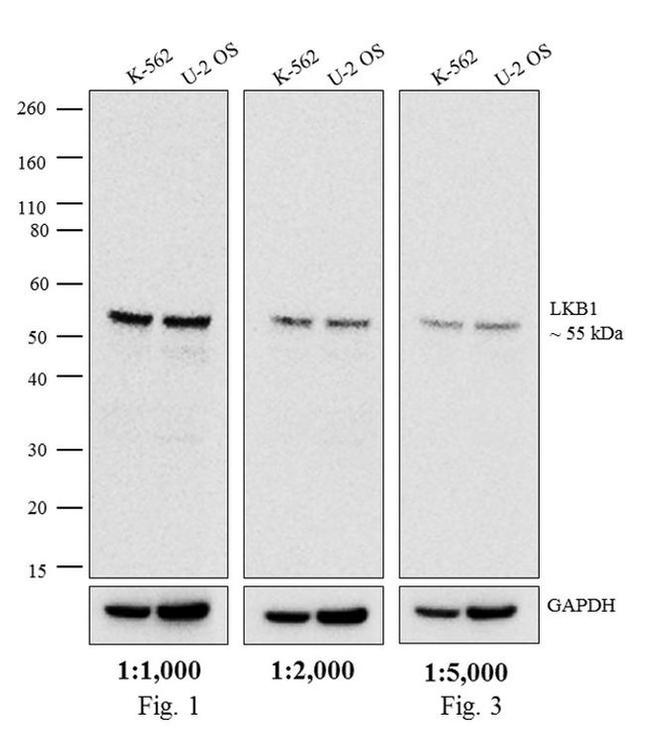 Mouse IgG2a Secondary Antibody in Western Blot (WB)