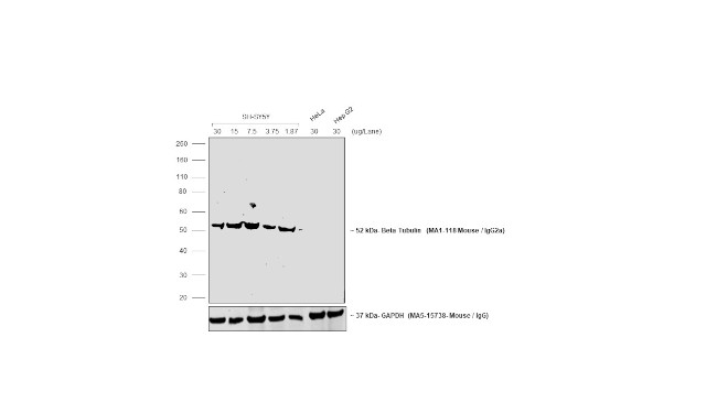 Mouse IgG2a Secondary Antibody in Western Blot (WB)