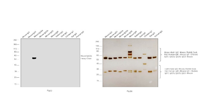 Mouse IgG2a Secondary Antibody in Western Blot (WB)