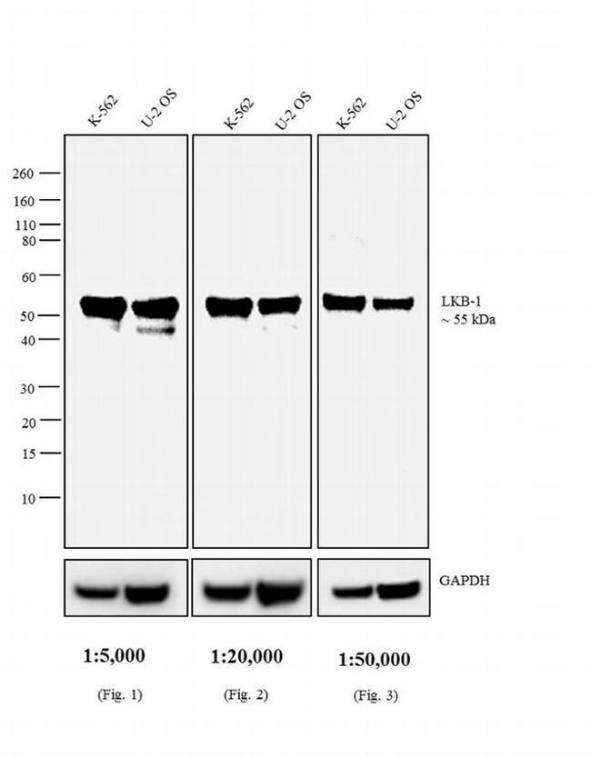 Mouse IgG2a Secondary Antibody in Western Blot (WB)