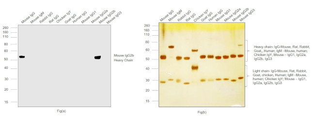 Mouse IgG2b Cross-Adsorbed Secondary Antibody