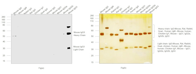 Mouse IgG3 Secondary Antibody