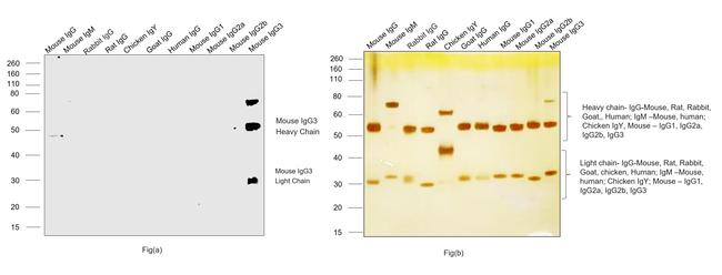 Mouse IgG3 Secondary Antibody in Western Blot (WB)