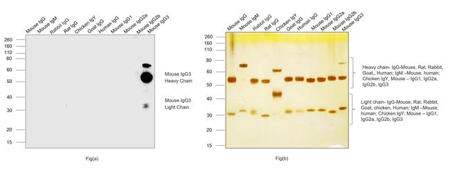 Mouse IgG3 Cross-Adsorbed Secondary Antibody in Western Blot (WB)