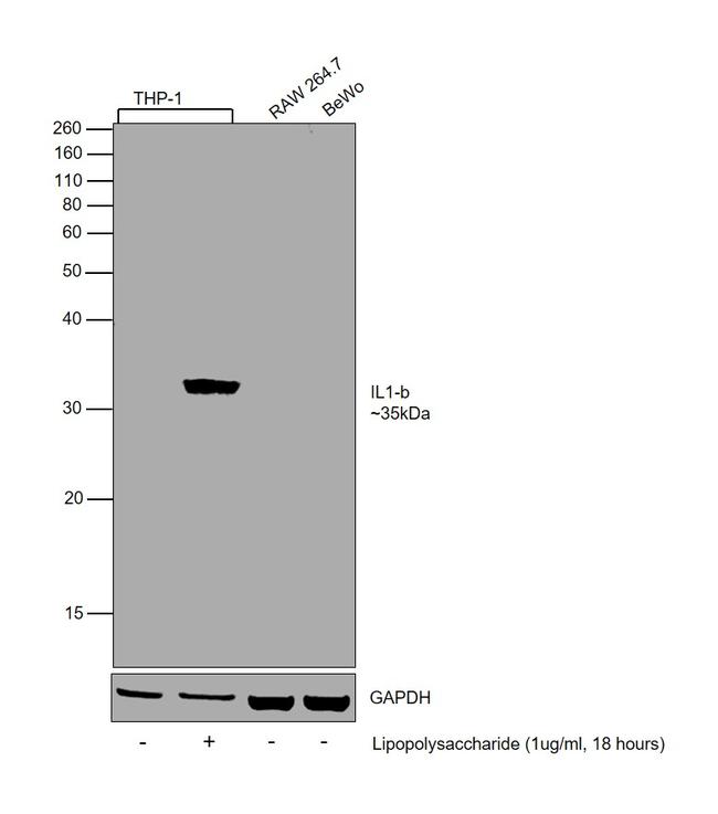 IL-1 beta Antibody in Western Blot (WB)