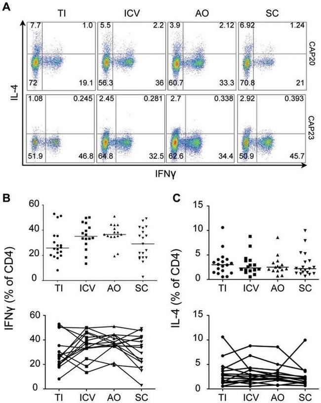 CD4 Antibody in Flow Cytometry (Flow)