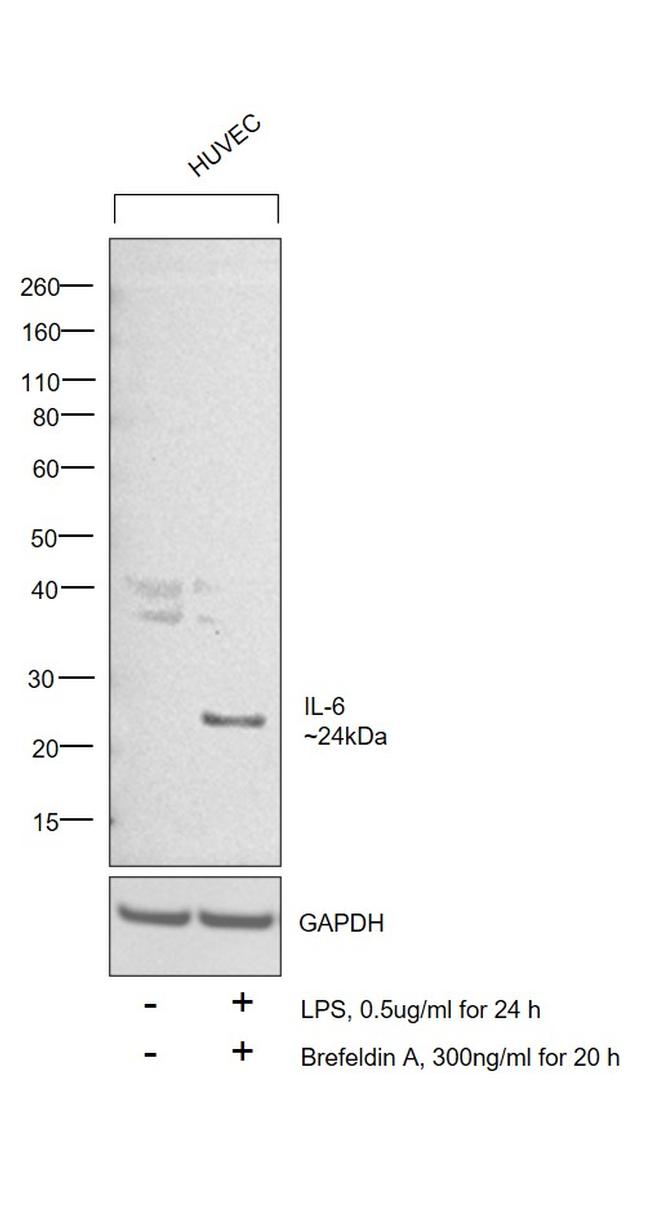 IL-6 Antibody