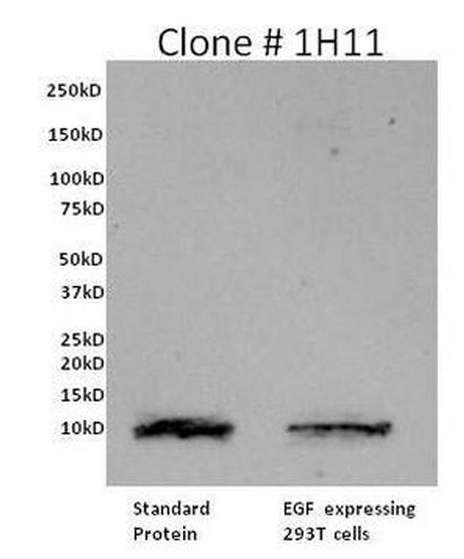 EGF Antibody in Western Blot (WB)