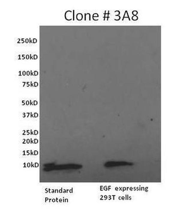 EGF Antibody in Western Blot (WB)