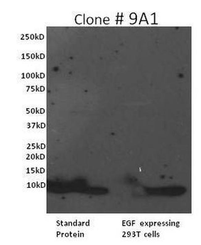 EGF Antibody in Western Blot (WB)