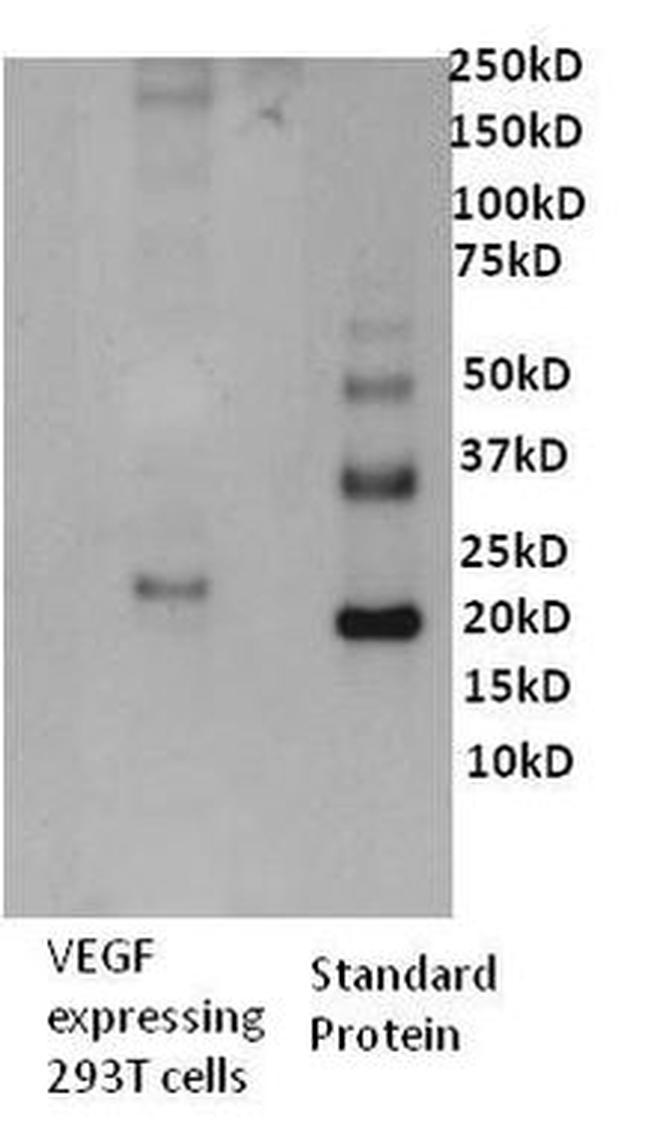 VEGF Antibody in Western Blot (WB)