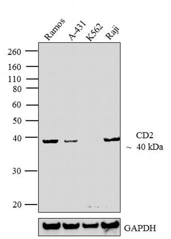 CD2 Antibody in Western Blot (WB)