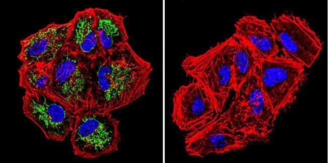 TRAP1 Antibody in Immunocytochemistry (ICC/IF)