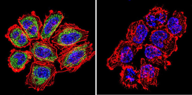 Pan Ras Antibody in Immunocytochemistry (ICC/IF)