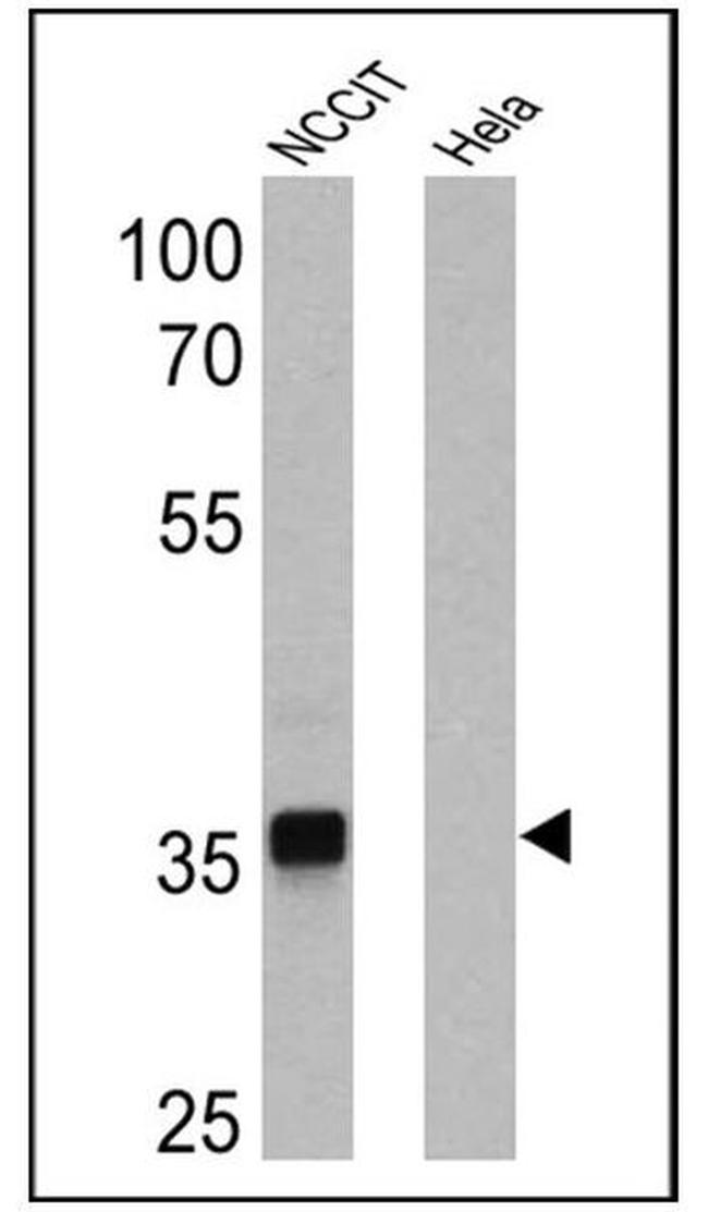 SOX2 Antibody in Western Blot (WB)