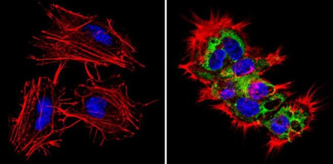 LIN28A Antibody in Immunocytochemistry (ICC/IF)