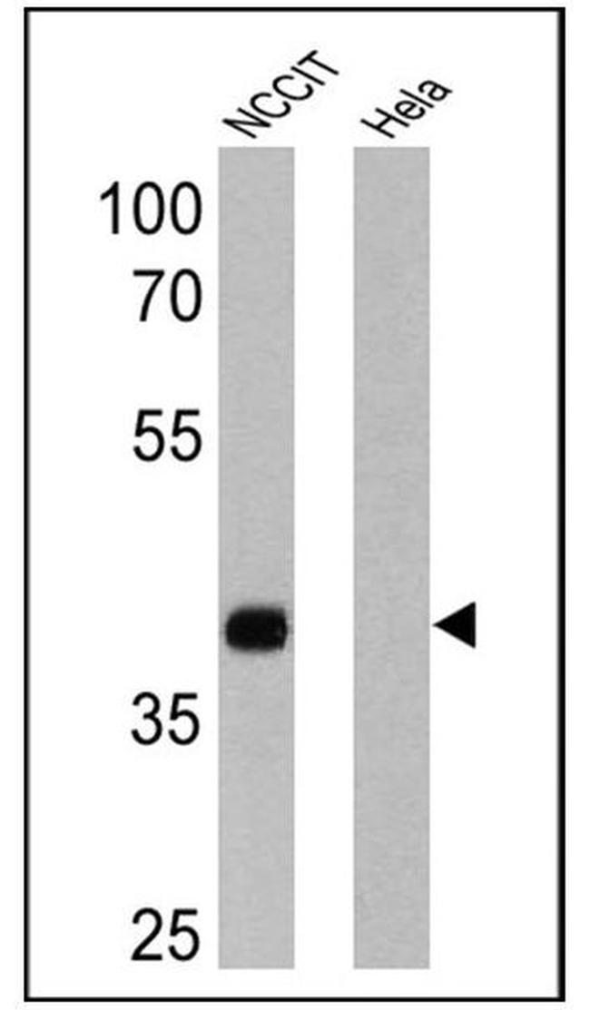 Nanog Antibody in Western Blot (WB)