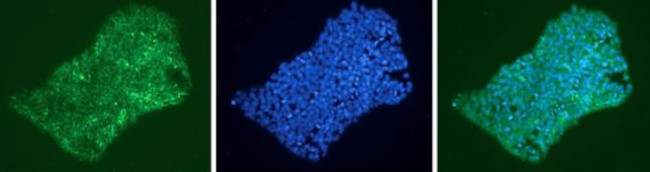 SSEA4 Antibody in Immunocytochemistry (ICC/IF)