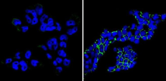 SSEA1 Antibody in Immunocytochemistry (ICC/IF)