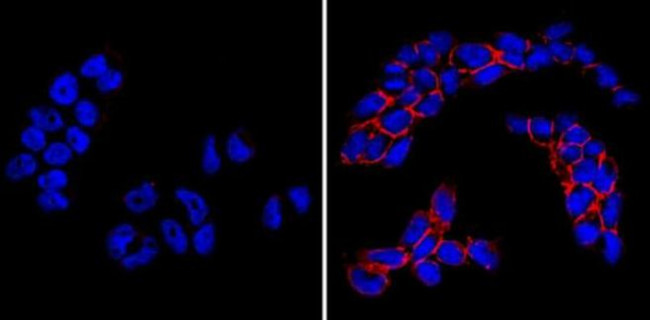 SSEA1 Antibody in Immunocytochemistry (ICC/IF)