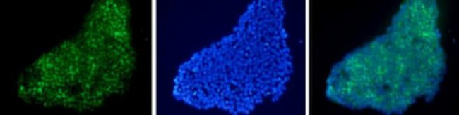 TRA-1-60 Antibody in Immunocytochemistry (ICC/IF)