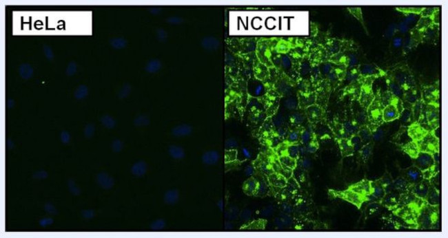 TRA-1-60 Antibody in Immunocytochemistry (ICC/IF)